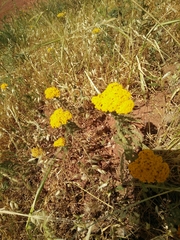Achillea arabica