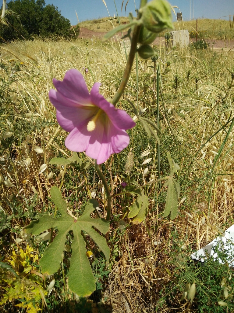 Fingered Hollyhock