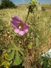 Fingered Hollyhock - Photo (c) דבורה שיצר, some rights reserved (CC BY-NC), uploaded by דבורה שיצר