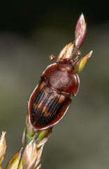 Amphotis marginata