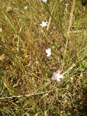 Dianthus strictus