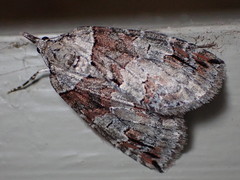 Hydriomena ruberata