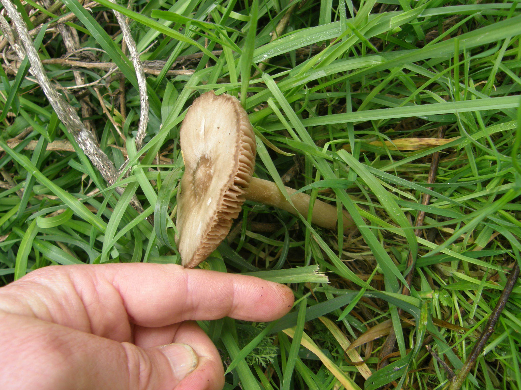 Volvariella gloiocephala image