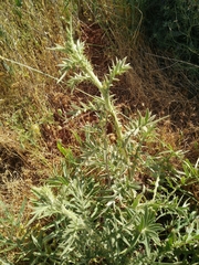 Cirsium phyllocephalum