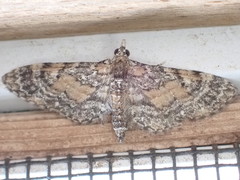 Eupithecia palpata
