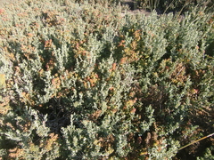 Exomis microphylla