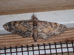 Eupithecia palpata
