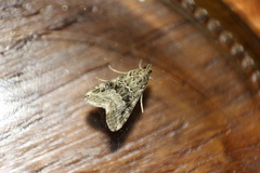 Hellula