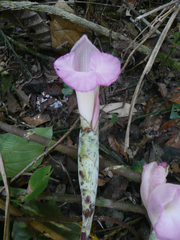 Aframomum longiscapum