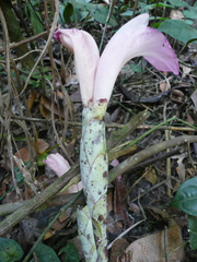Aframomum longiscapum