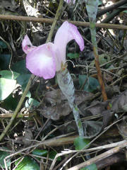 Aframomum longiscapum