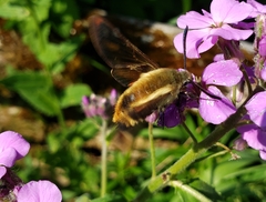 Hemaris aethra