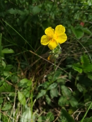 Helianthemum nummularium