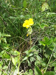 Helianthemum nummularium