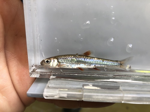 Mirror shiner (Notropis spectrunculus) — Cyprinidae — 3