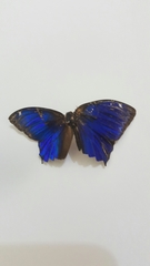 Ptychandra lorquinii