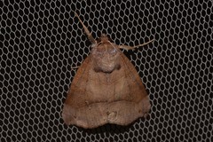 Bastilla hamatilis