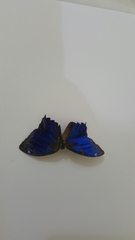 Ptychandra lorquinii