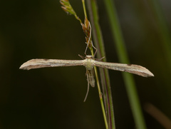 Hellinsia carphodactyla