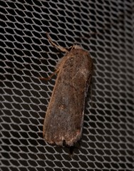 Proteuxoa hypochalchis