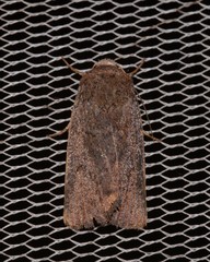 Proteuxoa hypochalchis