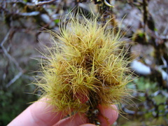 Dicranoloma menziesii