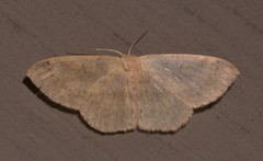 Perixera griseata