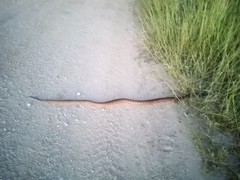 Aspidites melanocephalus