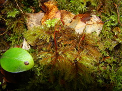 Hypnodendron arcuatum