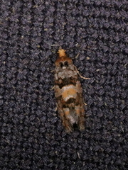 Eucopina tocullionana