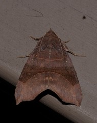 Bastilla hamatilis