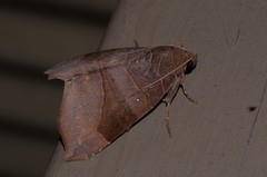 Bastilla hamatilis