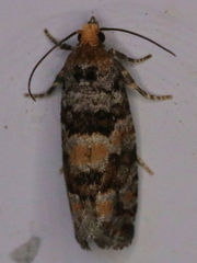 Eucopina tocullionana