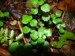 Australina pusilla pusilla