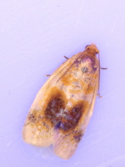 Clepsis melaleucanus