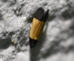 Anacampsis coverdalella