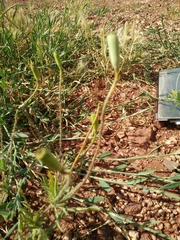 Papaver syriacum