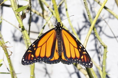 Danaus plexippus