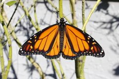 Danaus plexippus