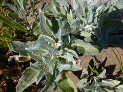 Arctotis stoechadifolia