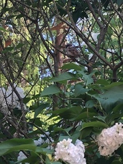 Passer montanus