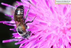 Hoplitis beijingensis