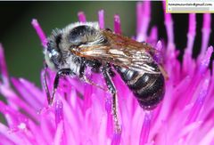 Hoplitis beijingensis