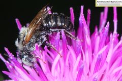 Hoplitis beijingensis