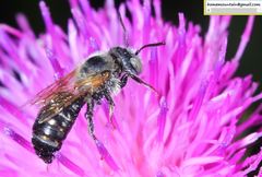 Hoplitis beijingensis