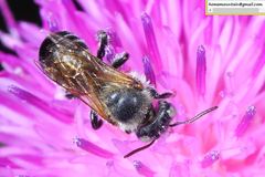 Hoplitis beijingensis