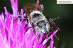 Hoplitis beijingensis