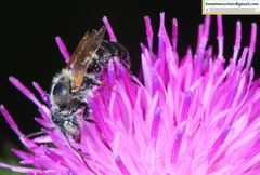 Hoplitis beijingensis