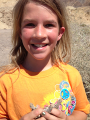 Dipsosaurus dorsalis dorsalis