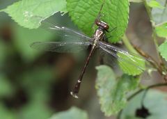 Heliogomphus scorpio